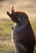 Animal, Animals, Australia, Australian, Australian animal, Australian animals, macropod, macropods, macropus, mammal, mammals, marsupial, marsupials, wallabia, kangaroo, kangaroos, wallaby, wallabies, agile, agile wallaby, agile wallabies, macropus, agilis, macropus agilis, groom, grooms, grooming.