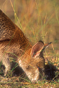 Animal, Animals, Australia, Australian, Australian animal, Australian animals, macropod, macropods, macropus, mammal, mammals, marsupial, marsupials, wallabia, kangaroo, kangaroos, wallaby, wallabies, agile, agile wallaby, agile wallabies, macropus, agilis, macropus agilis, eat, eats, eating.