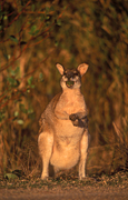 Animal, Animals, Australia, Australian, Australian animal, Australian animals, macropod, macropods, macropus, mammal, mammals, marsupial, marsupials, wallabia, kangaroo, kangaroos, wallaby, wallabies, agile, agile wallaby, agile wallabies, macropus, agilis, macropus agilis, eat, eats, eating.