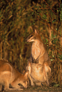 Animal, Animals, Australia, Australian, Australian animal, Australian animals, macropod, macropods, macropus, mammal, mammals, marsupial, marsupials, wallabia, kangaroo, kangaroos, wallaby, wallabies, agile, agile wallaby, agile wallabies, macropus, agilis, macropus agilis, graze, grazes, grazing.