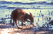 Animal, Animals, Australia, Australian, Australian animal, Australian animals, macropod, macropods, macropus, mammal, mammals, marsupial, marsupials, wallabia, kangaroo, kangaroos, wallaby, wallabies, agile, agile wallaby, agile wallabies, macropus, agilis, macropus agilis, mangrove, mangroves.