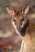 Animal, Animals, Australia, Australian, Australian animal, Australian animals, macropod, macropods, macropus, mammal, mammals, marsupial, marsupials, wallabia, kangaroo, kangaroos, wallaby, wallabies, agile, agile wallaby, agile wallabies, macropus, agilis, macropus agilis.