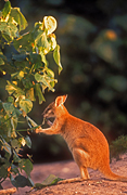 Animal, Animals, Australia, Australian, Australian animal, Australian animals, macropod, macropods, macropus, mammal, mammals, marsupial, marsupials, wallabia, kangaroo, kangaroos, wallaby, wallabies, agile, agile wallaby, agile wallabies, macropus, agilis, macropus agilis, eat, eats, eating.