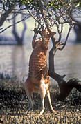 Animal, Animals, Australia, Australian, Australian animal, Australian animals, macropod, macropods, macropus, mammal, mammals, marsupial, marsupials, wallabia, kangaroo, kangaroos, wallaby, wallabies, agile, agile wallaby, agile wallabies, macropus, agilis, macropus agilis, eat, eats, eating, mangrove, mangroves.