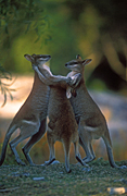 Animal, Animals, Australia, Australian, Australian animal, Australian animals, macropod, macropods, macropus, mammal, mammals, marsupial, marsupials, wallabia, kangaroo, kangaroos, wallaby, wallabies, agile, agile wallaby, agile wallabies, macropus, agilis, macropus agilis, fight, fights, fighting, box, boxes, boxing.