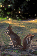 Animal, Animals, Australia, Australian, Australian animal, Australian animals, macropod, macropods, macropus, mammal, mammals, marsupial, marsupials, wallabia, kangaroo, kangaroos, wallaby, wallabies, agile, agile wallaby, agile wallabies, macropus, agilis, macropus agilis.