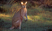 Animal, Animals, Australia, Australian, Australian animal, Australian animals, macropod, macropods, macropus, mammal, mammals, marsupial, marsupials, wallabia, kangaroo, kangaroos, wallaby, wallabies, agile, agile wallaby, agile wallabies, macropus, agilis, macropus agilis.