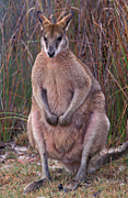 Animal, Animals, Australia, Australian, Australian animal, Australian animals, macropod, macropods, macropus, mammal, mammals, marsupial, marsupials, wallabia, kangaroo, kangaroos, wallaby, wallabies, agile, agile wallaby, agile wallabies, macropus, agilis, macropus agilis.
