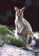 Animal, Animals, Australia, Australian, Australian animal, Australian animals, macropod, macropods, macropus, mammal, mammals, marsupial, marsupials, wallabia, kangaroo, kangaroos, wallaby, wallabies, agile, agile wallaby, agile wallabies, macropus, agilis, macropus agilis, rain, rains, raining.