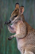 Animal, Animals, Australia, Australian, Australian animal, Australian animals, macropod, macropods, macropus, mammal, mammals, marsupial, marsupials, wallabia, kangaroo, kangaroos, wallaby, wallabies, agile, agile wallaby, agile wallabies, macropus, agilis, macropus agilis.