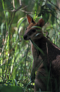 Animal, Animals, Australia, Australian, Australian animal, Australian animals, macropod, macropods, macropus, mammal, mammals, marsupial, marsupials, wallabia, kangaroo, kangaroos, wallaby, wallabies, agile, agile wallaby, agile wallabies, macropus, agilis, macropus agilis.