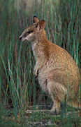 Animal, Animals, Australia, Australian, Australian animal, Australian animals, macropod, macropods, macropus, mammal, mammals, marsupial, marsupials, wallabia, kangaroo, kangaroos, wallaby, wallabies, agile, agile wallaby, agile wallabies, macropus, agilis, macropus agilis, grass.