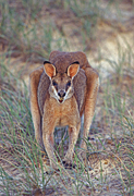 Animal, Animals, Australia, Australian, Australian animal, Australian animals, macropod, macropods, macropus, mammal, mammals, marsupial, marsupials, wallabia, kangaroo, kangaroos, wallaby, wallabies, agile, agile wallaby, agile wallabies, macropus, agilis, macropus agilis, dune, dunes, sand dune, sand dunes, beach, beaches.