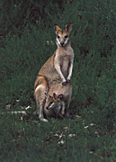 Animal, Animals, Australia, Australian, Australian animal, Australian animals, macropod, macropods, macropus, mammal, mammals, marsupial, marsupials, wallabia, kangaroo, kangaroos, wallaby, wallabies, agile, agile wallaby, agile wallabies, macropus, agilis, macropus agilis, joey, joeys, baby, babies.