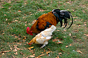 Animal, animals, bird, birds, chicken, chickens, hen, hens, free-range, free-range chicken, free-range chickens, poultry, poultry farm, poultry farms, rooster, roosters, hen, hens.