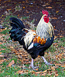 Animal, animals, bird, birds, chicken, chickens, hen, hens, free-range, free-range chicken, free-range chickens, poultry, poultry farm, poultry farms, rooster, roosters.