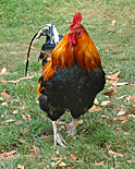 Animal, animals, bird, birds, chicken, chickens, hen, hens, free-range, free-range chicken, free-range chickens, poultry, poultry farm, poultry farms, rooster, roosters.