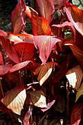 ORANGE CANNA LILY LEAVES