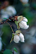 Rural, Rural Scene, Rural Scenes, Farming, Farmland, farm, farms, Agriculture, crop, crops, cotton, cotton crop, cotton crops, cotton farming, cotton industry, cotton field, cotton fields, cotton crop, cotton growing, cotton belt, cotton belts, crops.