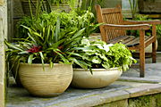 Garden, gardens, courtyard, courtyards, courtyard garden, courtyard gardens, patio, patios, pot, pots, potted, garden pot, garden pots, outdoor pot, outdoor pots, bromeliad, bromeliads, neoregelia, neoregelias, bromeliad, bromeliads.
