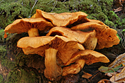 Australia, sa, south australia, adelaide, adelaide hills, fungi, fungus, rainforest, rainforests, forest, forests