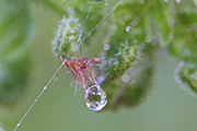 Australia, qld, queensland, island, islands, moreton, moreton island, spider, spiders, arachnid, arachnids, web, webs, spider web, spider webs, dew, drop, drops, droplet, droplets