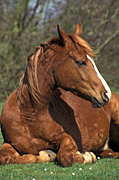 Animal, animals, horse, horses, brown, brown horse, brown horses, Australia, Sport pictures, Sports, balloon images, hot air balloons