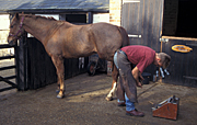 Animal, animals, horse, horses, people, man, men, occupation, occupations, farrier, farriers, farm, farms, stable, stables, tool, tools, toolbox, toolboxes, tool box, tool boxes, fence, fences, bridle, bridles, Australia, Sport pictures, Sports, balloon images, hot air balloons