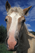 Animal, animals, horse, horses, Australia, Sport pictures, Sports, balloon images, hot air balloons