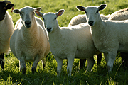 Farming, Farmland, farm, farms, animal, animals, sheep, meat industry, meat trade, lamb, lambs, livestock, ewe, ewes, mule, mule ewe, mule ewes, leicester, leicester sheep, blue-faced, blue-faced leicestern sheep.