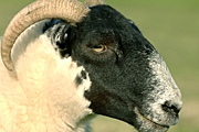 Farming, Farmland, farm, farms, animal, animals, sheep, meat industry, meat trade, lamb, lambs, livestock, ewe, ewes, swaledale, swaledale sheep.