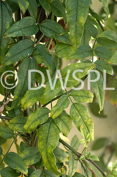 stock photo image: Jasmine, jasmin, jasminum, polyanthum, jasminum polyanthum, spider mite, spider mites, two-spotted, two-spotted spider mite, two-spotted spider mites, bronzing, pest, pests.