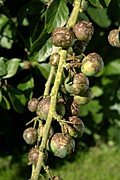Food, fruit, plum, plums, plum tree, plum trees, fruit tree, fruit trees, prunus, stonefruit, stonefruits, stone fruit, stone fruits, tree, trees, orchard, scab, plum scab, fusicladum, carpophilum, fusicladum carpophilum.