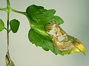 Mould, moulds, grey, grey mould, grey moulds, botrytis, cinerea, botrytis cinerea, vegetable, vegetables, tomato, tomatoes.