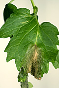 Mould, moulds, grey, grey mould, grey moulds, botrytis, cinerea, botrytis cinerea, vegetable, vegetables, tomato, tomatoes.