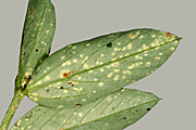 Disease, diseases, plant disease, plant diseases, vegetable, vegetables, bean, beans, rust, bean rust, uromyces, fabage, uromyces fabage.