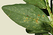 Vegetable, vegetables, bean, beans, rust, bean rust, uromyces, fabage, uromyces fabage, broad, broad bean, broad beans, vicia.