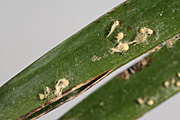 Palm, palms, smut, plam smut, palm false smut, graphiola, phoenicis, graphiola phoenicis.