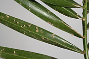 Palm, palms, smut, plam smut, palm false smut, graphiola, phoenicis, graphiola phoenicis.
