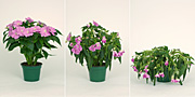 Flower, flowers, impatien, impatiens, busy, busy lizzie, busy lizzies, water, dry, lack of water, pot, pots, potted, indoor, indoor plant, indoor plants.