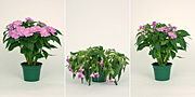Flower, flowers, impatien, impatiens, busy, busy lizzie, busy lizzies, water, dry, lack of water, pot, pots, potted, indoor, indoor plant, indoor plants.