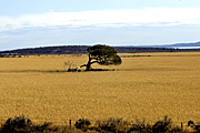 Australia, sa, south australia, wind, bent, tree, trees, coast, coasts, coastal, rural, rural scene, rural scenes, fence, fences, Farming, Farmland, farm, farms, Agriculture, rural, rural scene, rural scenes, crop, crops, wheat, wheat crop, wheat crops.