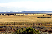 Australia, sa, south australia, coast, coasts, coastal, rural, rural scene, rural scenes, fence, fences, farm, farms, fence, fences, Farming, Farmland, farm, farms, Agriculture, rural, rural scene, rural scenes, crop, crops, wheat, wheat crop, wheat crops.