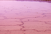 Australia, South Australia, SA, lake, lakes, salt, salt lake, salt lakes, pink, pink salt lake, pink salt lakes, algae, beta, caratine, beta caratine, meningie.