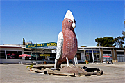 Australia, sa, south australia, kimba, sign, signs, bird, birds, galah, galahs, big thing, big things, café, cafes.