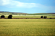 Australia, sa, south australia, tree, trees, coast, coasts, coastal, rural, rural scene, rural scenes, Farming, Farmland, farm, farms, Agriculture, rural, rural scene, rural scenes, crop, crops, wheat, wheat crop, wheat crops.