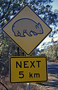 Australia, New South Wales, sydney, sign, signs, roadsign, roadsigns, road sign, road signs, wombat, wombats, warning, warning sign, warning signs, australian mammal, australian mammals.