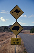 Australia, New South Wales, sydney, sign, signs, roadsign, roadsigns, road sign, road signs, wombat, wombats, warning, warning sign, warning signs, kangaroo, kangaroos, road, roads, sealed, sealed road, sealed roads, australian mammal, australian mammals.