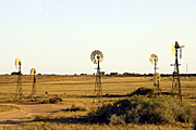 Australia, sa, south australia, penong, sheep, windmill, windmills, outback, australian outback, outback australia.