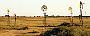 Australia, sa, south australia, penong, sheep, windmill, windmills, outback, australian outback, outback australia.